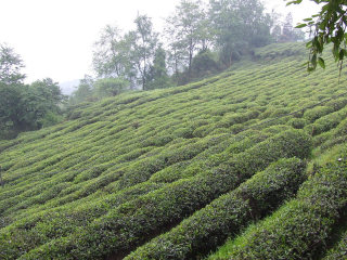 丽水清风湖农庄
