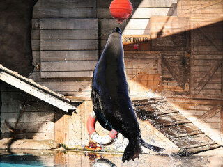 悉尼塔龙加动物园