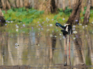 玛丽河国家公园