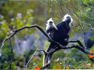 弄官白头叶猴生态公园