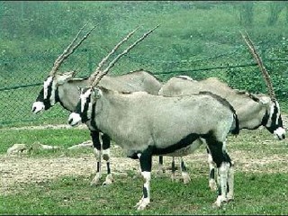 重庆野生动物园