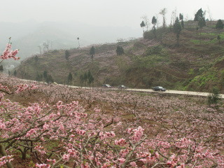 桃花山风景区
