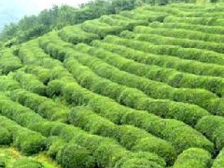 茶山花海生态旅游区