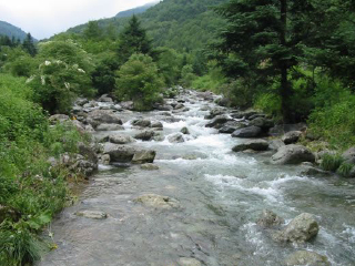 金猴岭原始森林