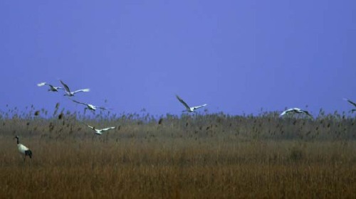 【2019】射阳县旅游攻略_射阳县自助游攻略_