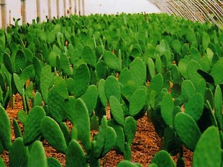 聊城市凤凰苑农业科技园