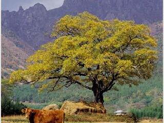 月出山国立公园(월출산국립공원)