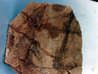 安徽省地质博物馆