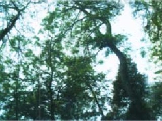 许母坟及五棵松