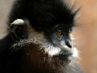 野钟黑叶猴自然保护区