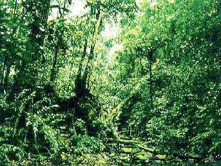 黑石顶自然保护区