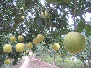 黄沙白柚生态园