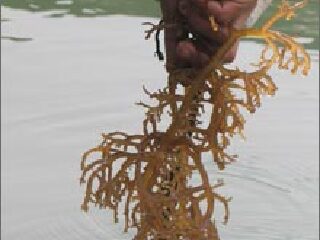 麒麟菜自然保护区