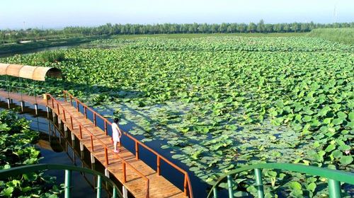  白洋淀荷花大觀園-嘎子印象1日遊>坐船 踏橋 賞澱上風光