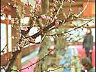 上海淀山湖梅园