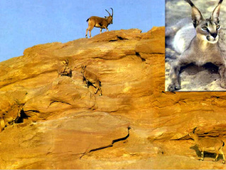 穆吉布自然保护区