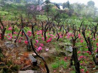 铁山坪森林公园