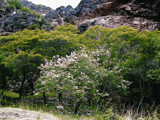贺兰山原始森林