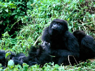 卢旺达火山国家公园