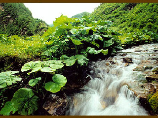 野荷谷景区