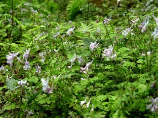 五龙洞国家森林公园