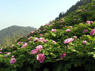 垫江牡丹生态旅游区