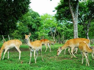大田坡鹿自然保护区