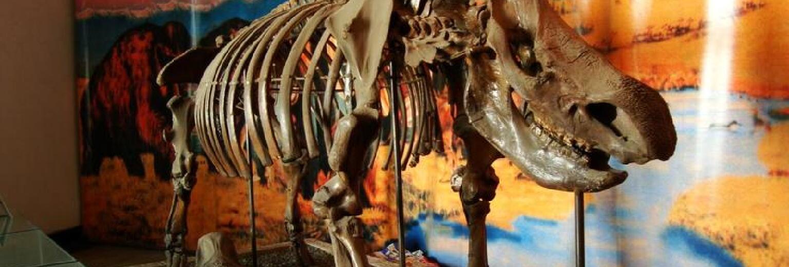 黑龙江博物馆 兽骨