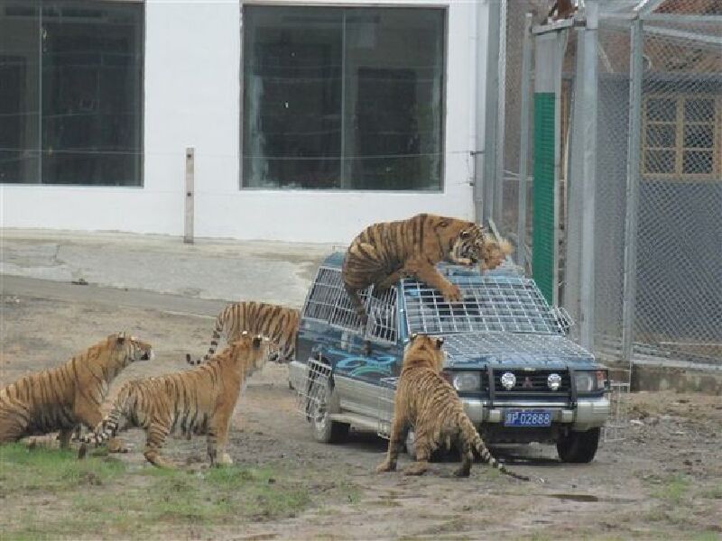 黄山虎林园景区