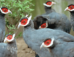 北京濒危动物中心