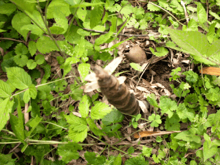 安吉竹子博览园