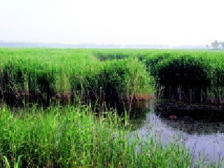 京东大芦荡风景区