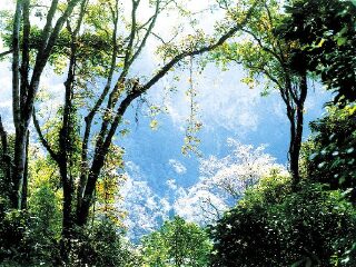 长坡岭森林公园