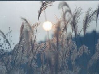 黄河湿地自然保护区