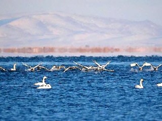 腾格里沙漠天鹅湖景区