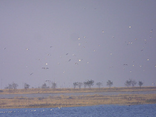 团泊自然保护区