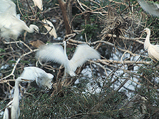界牌镇河口村鹭鸟栖息地
