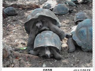 桑给巴尔乌龟岛