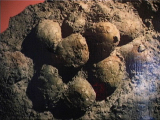 二连恐龙国家地质公园