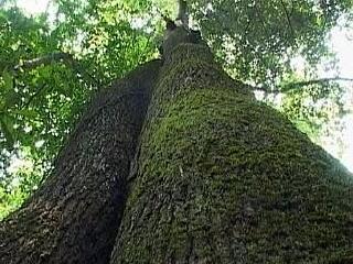 万木林自然保护区