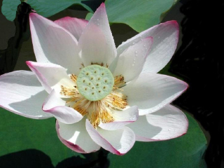 莲花湖