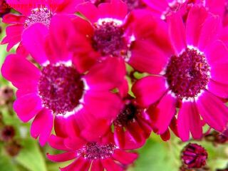 中信国安天下第一城