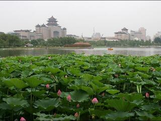 莲花池公园