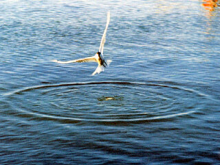 图牧吉自然保护区