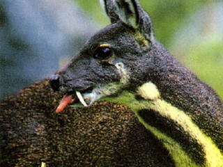 孟达国家级自然保护区