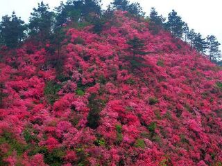 云雾山草原自然保护区