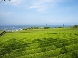 静冈县