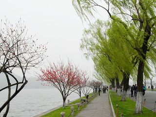  杭州西湖踏青1日遊>騎車環湖,賞桃紅柳綠,無購物店