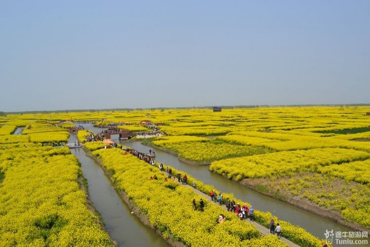 泰州興化旅遊攻略千島油菜花徜徉歡樂遊