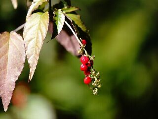 绿世界生态农场